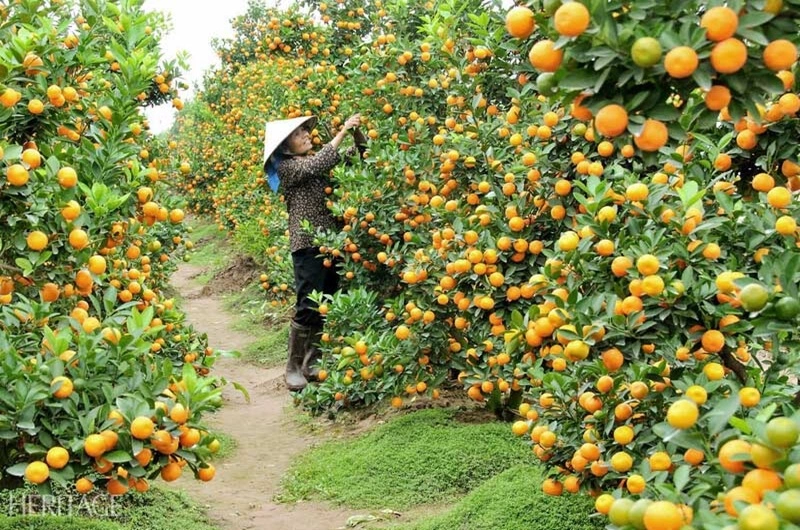 Vietnam BEN TRE - Habibi World Travel and Tour - 09